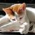 Linda Rao's profile image