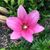 Pam Rudinsky's profile image