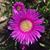 Monica Jamieson's profile image