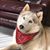Ella Haggard Williams's profile image