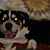 Roach Brotter's profile image