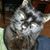 Renee West Kolarik's profile image