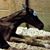 Leanne Powell-Bandy's profile image