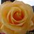 Jennifer Rose's profile image