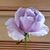 Nancy Mobley Thompson's profile image