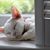 Connie Schanie's profile image