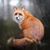 Shane Kristie Rodgers Fox's profile image