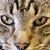 Veronica Lovell's profile image