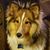 Connie Gereaux's profile image
