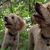 Laurie Lindner Dutton's profile image