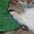 Angela Rock's profile image
