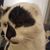 Corinne Inglis's profile image
