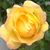 Carla Felsted's profile image