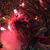 Julia Sermons Hoyle's profile image