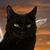 Betsy Crain Blatchley's profile image