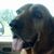 Shalet Wingo's profile image