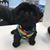 Annette Iannucci's profile image