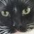 Sandy Froggatt's profile image