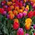 Jackie Hjelm's profile image