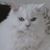 Karen Hutchinson Ferraraccio's profile image
