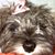 Tammy Faber Nimmo's profile image