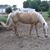 Cathy Petersen Zeigler's profile image