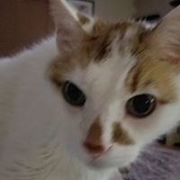 Veronica Flowers Frost's profile image
