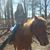 Jessica Rombach's profile image