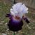 Iris Cunningham's profile image