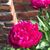 Robin Whittington-Easter's profile image