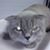 Boris Cat's profile image