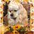 Colleen Dunn's profile image