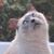 Kathleen Farrington Darmiento's profile image