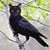 Clair Reading's profile image