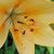 Susan Inzeo's profile image