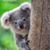 Tracy Levine's profile image