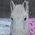 Amber Bellows's profile image