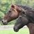 Linda Thomas-Hastings's profile image
