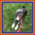 Rich Pittaccio's profile image
