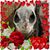 Annmarie Stark's profile image