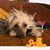 Sandra Brunsell's profile image
