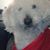 Rhonda L Piazza's profile image