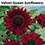Roxann Vernor's profile image