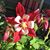 Meredith See's profile image