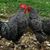 Brenda Fowell's profile image