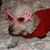 Karen Clarke's profile image