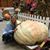 Patricia Schwenk Besermin's profile image