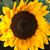 Denise Silver's profile image