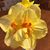 Emma Stewart Ross's profile image
