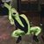 Makayla Mefferd's profile image